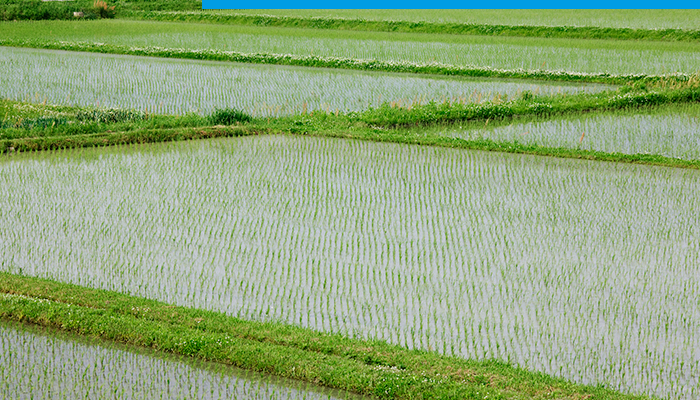 Un campo que ha empleado un sistema de riego por inundación Un campo que ha empleado un sistema de riego por inundación
